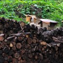 황금가든 이미지