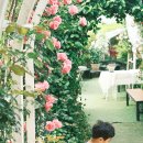 꽃이랑나무랑 이미지