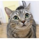 식빵굽는나비 이미지