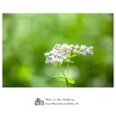 봉평메밀 이미지