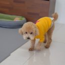 왈왈애견 이미지