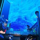 오로라핑크 이미지