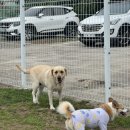 제주애견카페 초록동산 | 제주 이호동 반려견 운동장 초록동산 대관