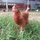 알찬유정란농장 이미지