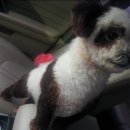 스타애견미용 이미지