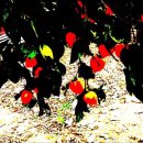 맹자경로당 이미지