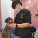 바르다펫 대전점 이미지