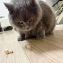 믿음 Dental | 캣디피 프레시트릿 닭고기 70g 후기 | 동결건조 닭고기 고양이 닭고기 트릿 추천