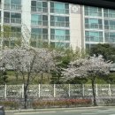 종로김밥 수유역점 | 4월 일상 조각.zip:) 부산 벚꽃, 구월의마카롱, 광안리 나들이, 전포 혜화 놀거리, 가야금 클래스!