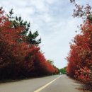 구)탐라대교차로 이미지