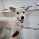 멍뭉워시 이미지