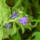 스위스 알프스의 가을꽃들 - 풀밭지치(Viper's Bugloss)/by Bluegull 이미지