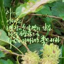 소갈딱지 이미지