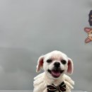 버블펫 | 장항동애견미용 버블펫 후기 일산강아지미용 다녀온 기록