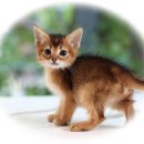 도레미캣 이미지