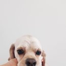 멍군애견 이미지