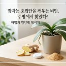 잠자는 호접란을 깨우는 비밀 주방에서 찾았다