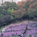 강이랑 아지랑 이미지