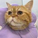 루나동물병원 이미지