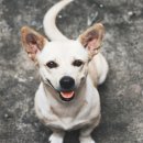 일산시티 동물의료센터 이미지