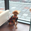 올웨이즈 반려견 미용실 이미지