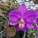 C. nobilior 'Elias Najim' x'Fermando Terra' ( '엘리아스 나짐' × ' 페르만도 테라' 이미지