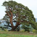 왕소나무길 이미지