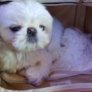 더블스테이 또또멍5호 이미지