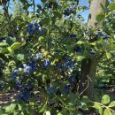 유픽(U-PICK) 이미지