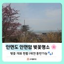 관망대 | [태안] 안면도 안면암 벚꽃 개화 현황! 지금 가면?? (애견 동반 가능)