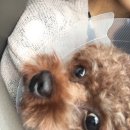 혜인동물병원 | 2살 여아 강아지 중성화 수술 후기, 스케일링 / 혜인동물병원 (한국중성화지원센터)