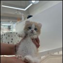 더 반려 강아지분양 고양이분양 잠실본점 이미지