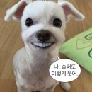 나 .. 슬퍼도 이렇게 웃어 …