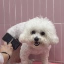해맑은 애견미용 이미지