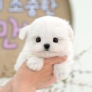 광주강아지분양 고양이분양 미유펫 본점 이미지