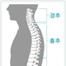 피네테스 이미지
