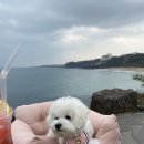 만빵당구클럽 | 제주도 서구포 중문 애견동반여행 식사 / 카페 가능한 뷰맛집 ❤️ 이국적인 카페 더 클리프 🐾 the cliff