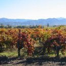 가을을 찾아서 떠난 여행 (1)/ Wine 의 고장 Napa Valley 이미지