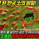 흑우·백우·칡소·제주흑우…“색은 다르지만, 우리도 한우”(농민신문) / [빛명상] ﻿ 최고급 토종 한우의 꿈을 결실로﻿ / ﻿우리꽃과 이미지