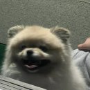 홍단이 삼겹살 이미지