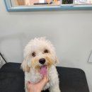 애견미용실 이미지