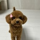 몽끄베르 이미지