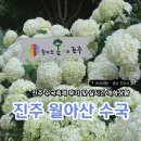 하모축제 | 진주 [월아산 수국축제] 2026 관람후기 개화상황
