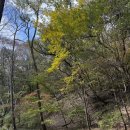 스테이미타스야 | 계룡산 등산 초보자코스 : 동학사 ~ 은선폭포 ~ 관음봉 가을단풍나들이🍁