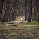 이탈리아 음식 문화의 이해 이미지