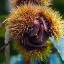 새밤농장 이미지