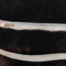 오리와 장어 이미지