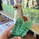 지금애월 | 제주도 알파카 목장 도치돌 체험 후기 애월 놀거리 추천