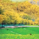 산수유마을