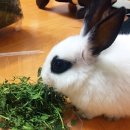 달나라 토끼농장 이미지